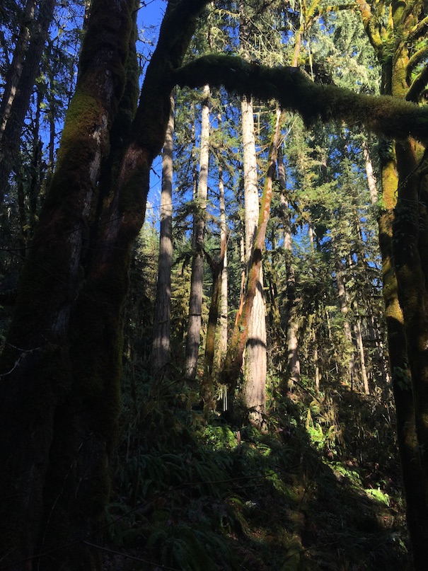 McDowell Creek County Park