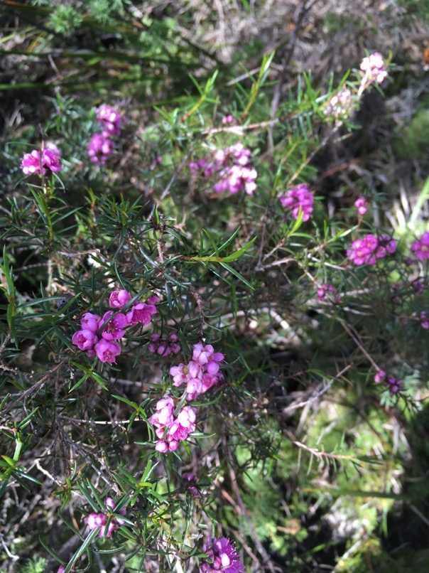 Fleurs