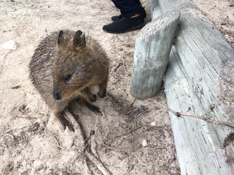 Rottnest Island