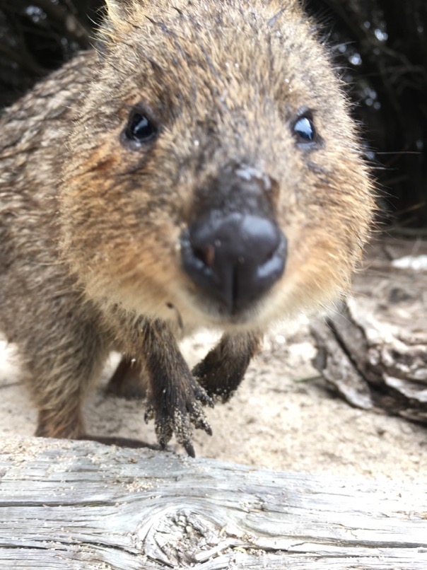 Rottnest Island