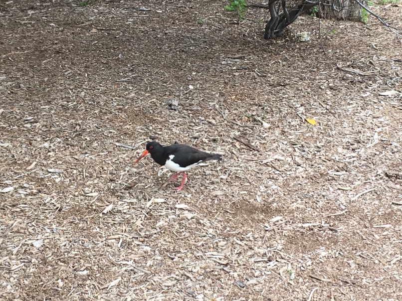 Rottnest Island