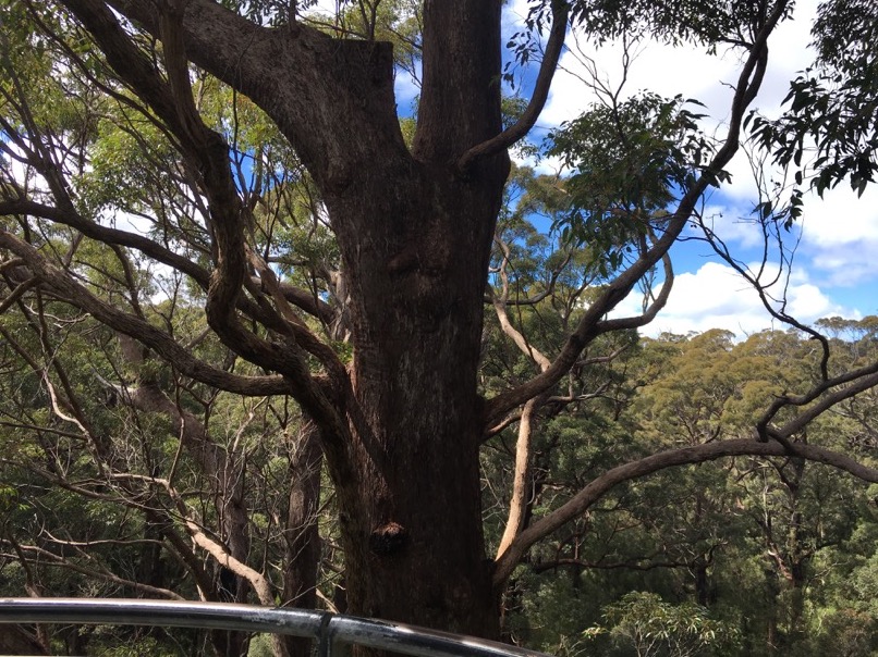 Tree Top Walk