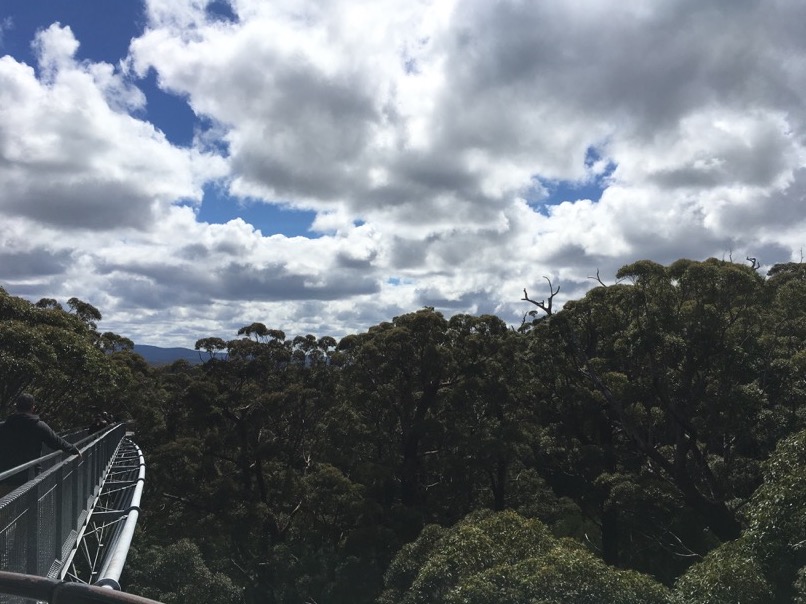 Tree Top Walk