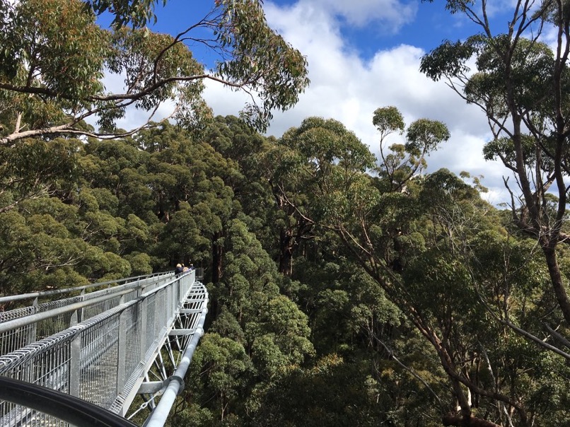 Tree Top Walk