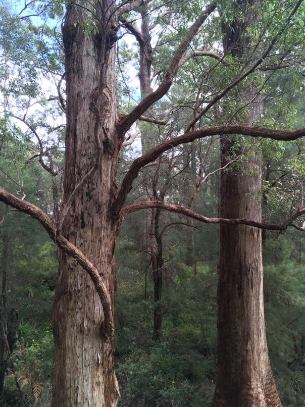 Tree Top Walk