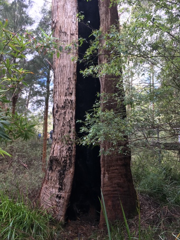 Tree Top Walk