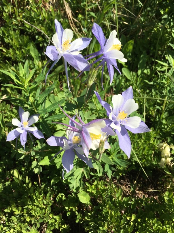 Fleurs sauvages