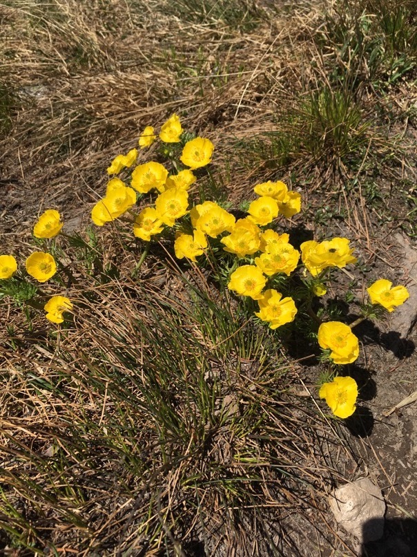 Fleurs sauvages