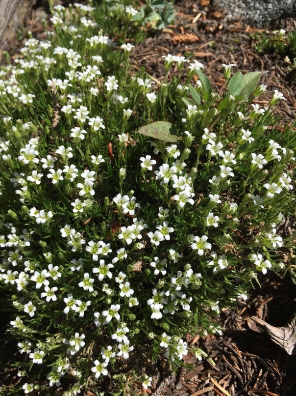 Fleurs sauvages