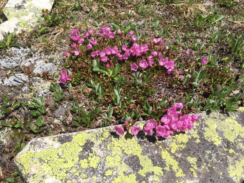 Fleurs sauvages