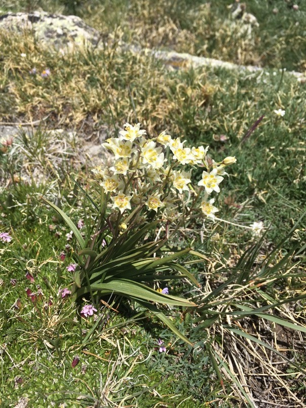 Fleurs sauvages