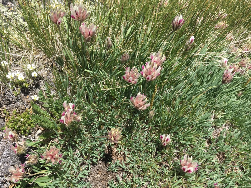 Fleurs sauvages