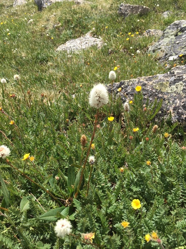 Fleurs sauvages