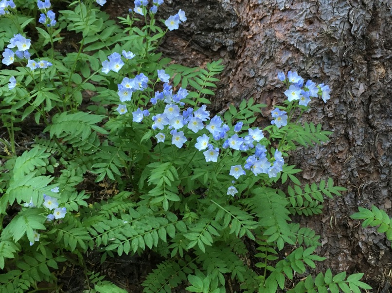 Fleurs sauvages