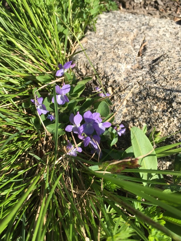 Fleurs sauvages