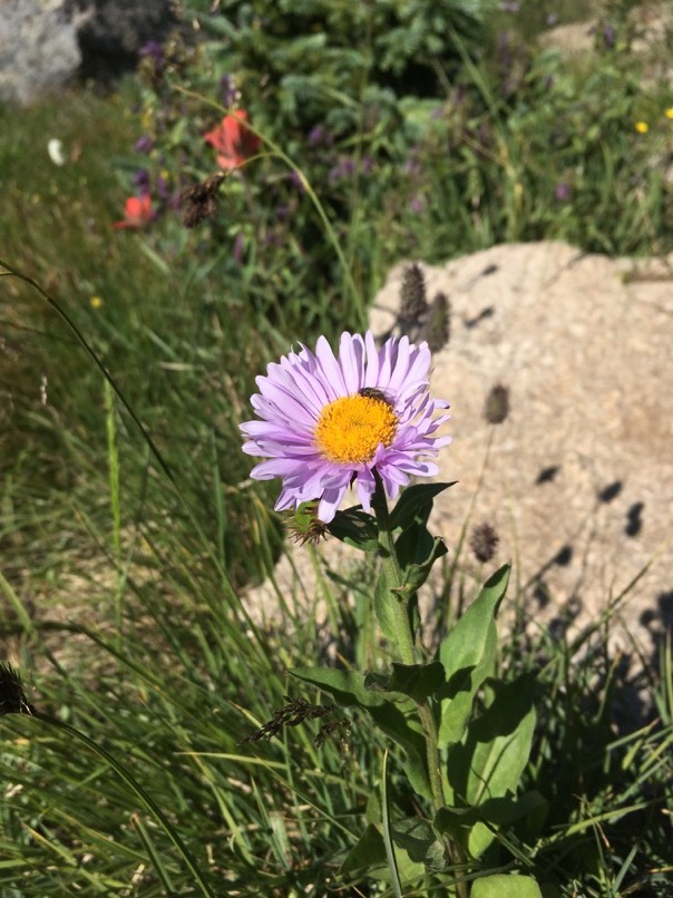 Fleurs sauvages