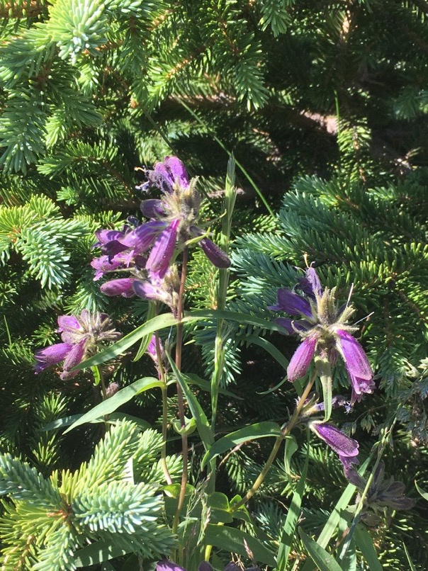 Fleurs sauvages