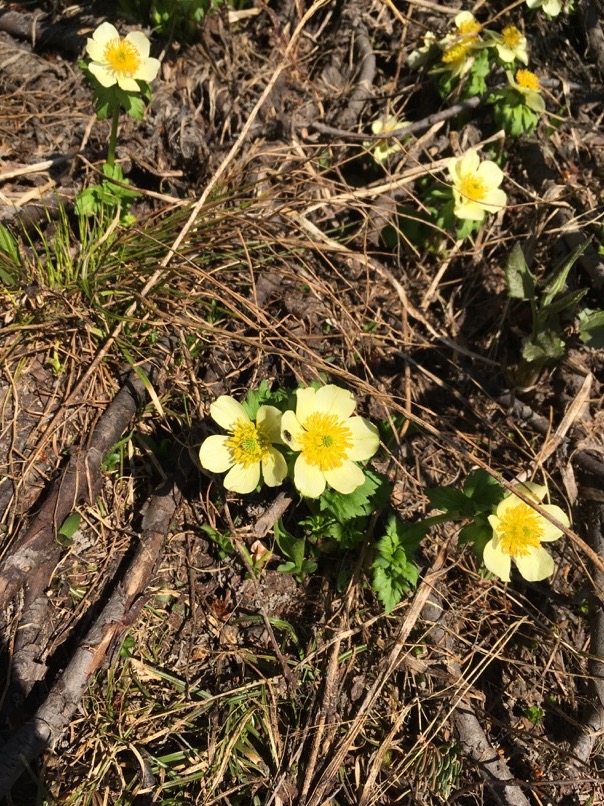 Fleurs sauvages