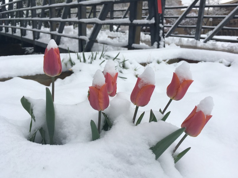 Tulipes enneigées