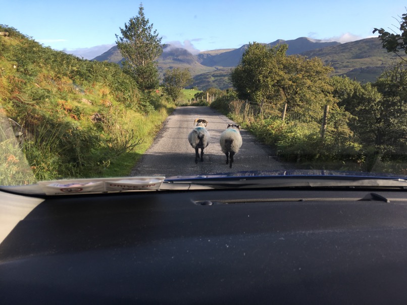 Embouteillage dans le Connemara