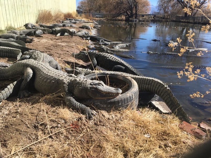 Colorado Gators Reptile Park