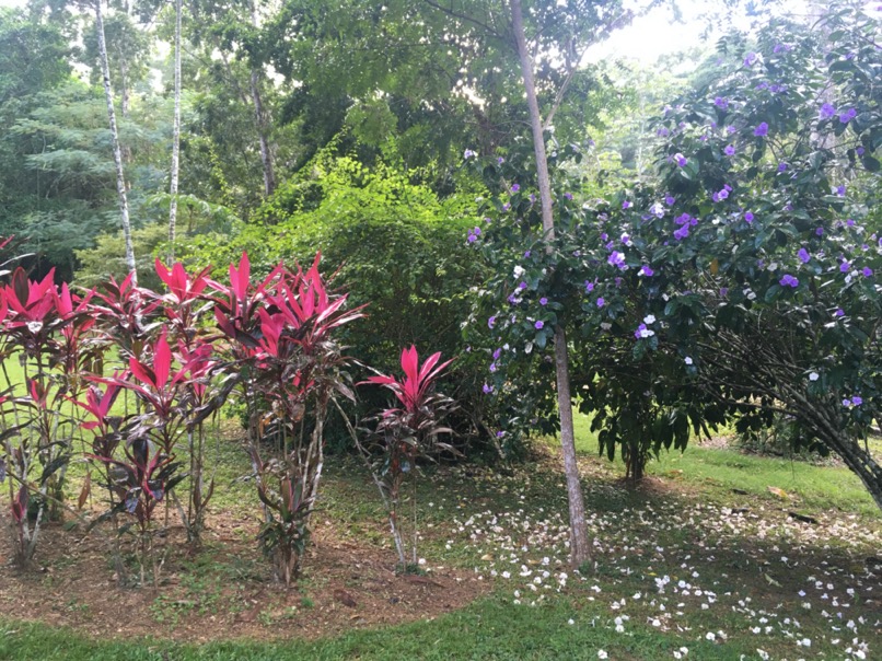 Jardin botanique