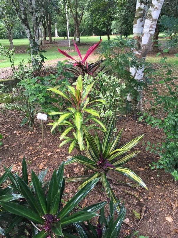 Jardin botanique
