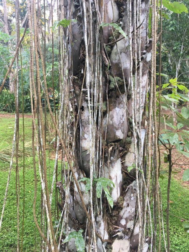 Jardin botanique