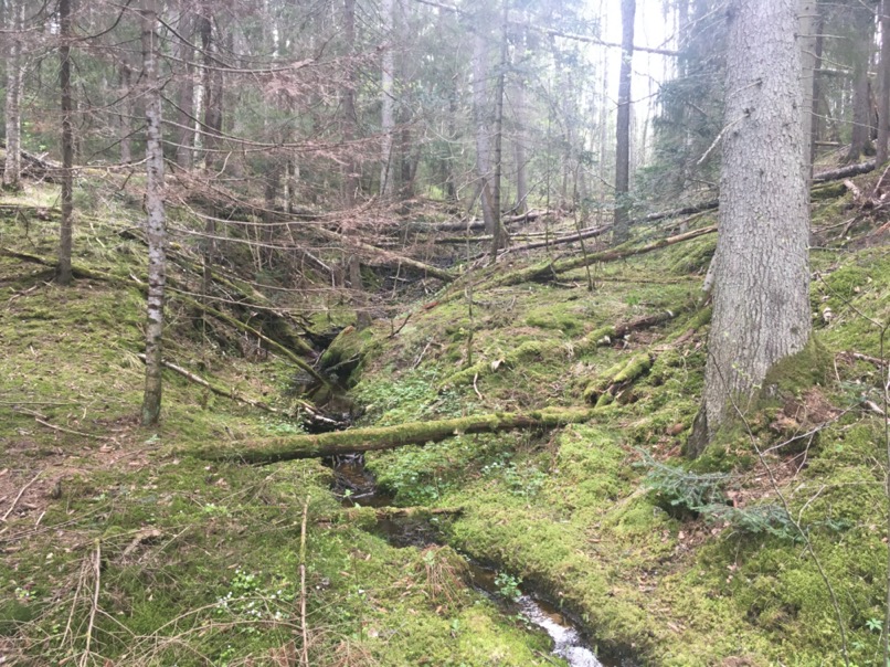 Randonnée en forêt