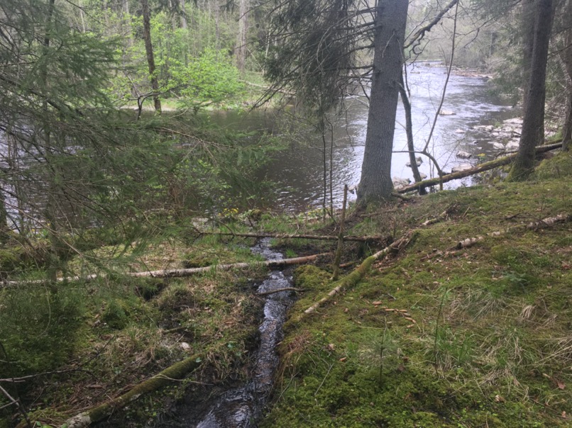 Randonnée en forêt