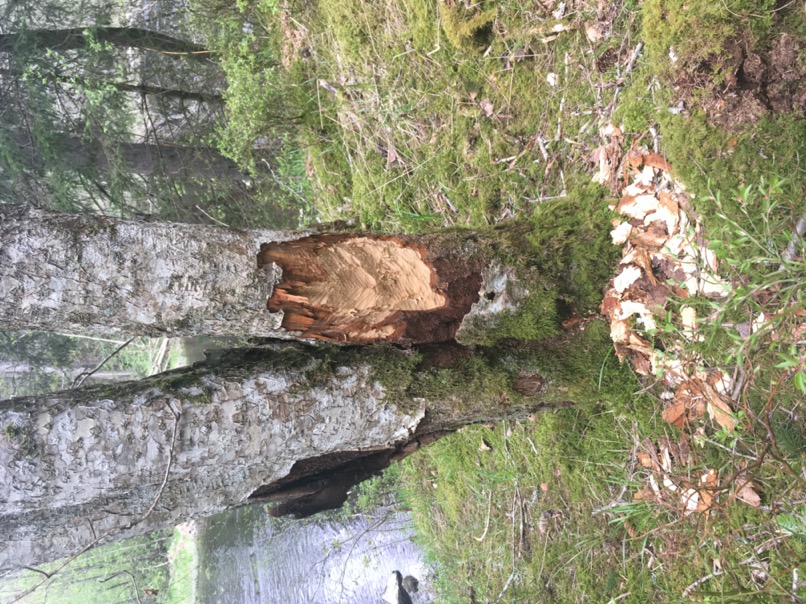 Randonnée en forêt