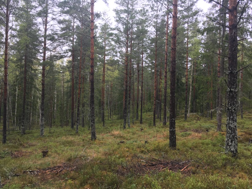 Randonnée en forêt